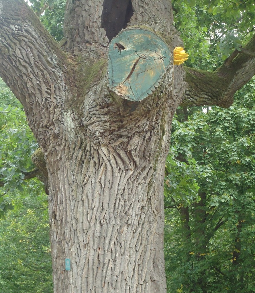 Żółciak siarkowy na drzewie-pomniku