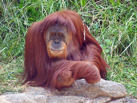 orangutan_450.jpg