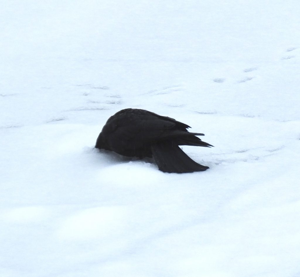 Zdjęcie przedstawia gawrona z głową wetkniętą w śnieg