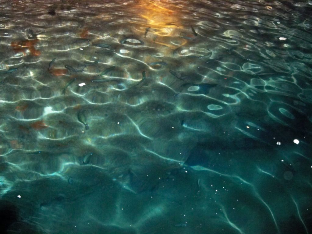 woda z odbijającym się światłem, w głębi słabo widoczne ryby